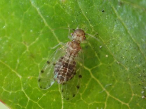 Ectopsocus petersi